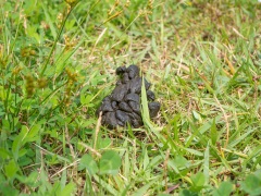 ニホンジカの下痢便