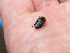 ヨツボシキシキスイ