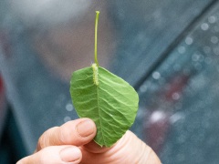 ナンキンキノカワガの幼虫