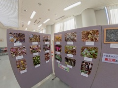 「春から夏 弓張山地の植物」