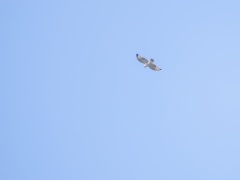 ノスリ ノスリ