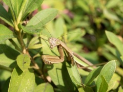 オオカマキリ オオカマキリ