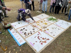 木の葉や実の色分けビンゴ 木の葉や実の色分けビンゴ