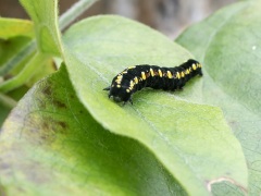 ヒメエグリバの幼虫 ヒメエグリバの幼虫