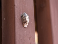 ハラビロカマキリの卵鞘 ハラビロカマキリの卵鞘