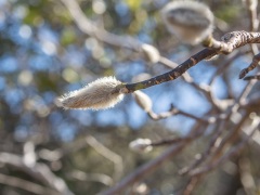 コブシの冬芽 コブシの冬芽
