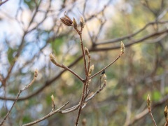 コバノミツバツツジの冬芽 コバノミツバツツジの冬芽