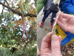 テイカカズラの果実 テイカカズラの果実