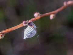 イセリヤカイガラムシ イセリヤカイガラムシ