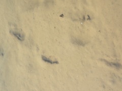 修景池に残された二ホンジカの足跡