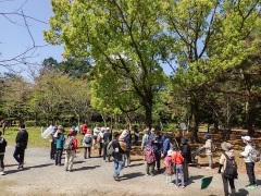クスノキの葉の交代 クスノキの葉の交代