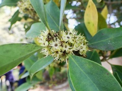 モチノキの雄花 モチノキの雄花
