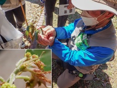 アラカシの花の説明 アラカシの花の説明
