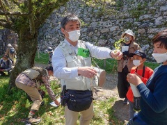 堀での観察まとめハナイバナとキュウリグサの説明 堀での観察まとめハナイバナとキュウリグサの説明