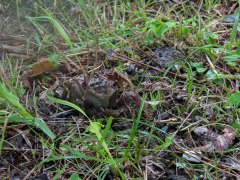 草の中のベンケイガニ