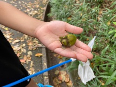 リュウキュウマメガキの果実 リュウキュウマメガキの果実