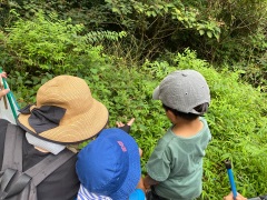 ミズヒキ ミズヒキ