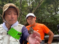 特定外来生物アカボシゴマダラ 特定外来生物アカボシゴマダラ