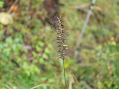 チカラシバの虫えい チカラシバの虫えい