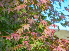 イロハモミジの紅葉