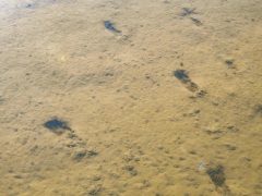 哺乳類？のフィールドサイン