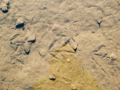 アオサギ？ダイサギ？のフィールドサイン