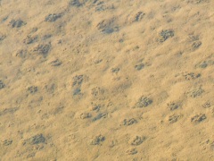 ネズミ？のフィールドサイン