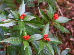 センリョウの実