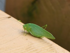 ヒメクダマキモドキ