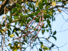 テイカカズラの実