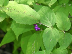 ムラサキシキブの実