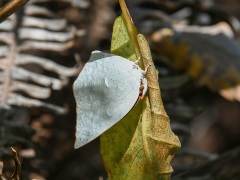 ウラギンシジミ