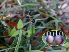 ヤブランの果実と種子