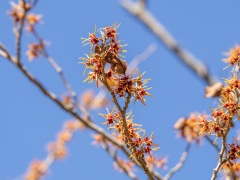 マンサクの花 マンサクの花