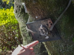 銘板裏に残っていたヤモリの空卵 銘板裏に残っていたヤモリの空卵