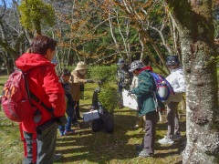 ヤドリギの観察 ヤドリギの観察