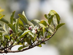 オガタマノキの花 オガタマノキの花