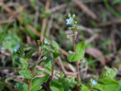 キュウリグサの花 キュウリグサの花