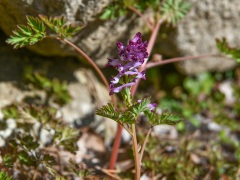 ムラサキケマンの花 ムラサキケマンの花