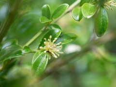 ツゲの花