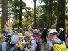 ムササビの巣穴の解説