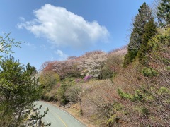 山頂に至る橋の上から眺めた春の本宮山山頂付近