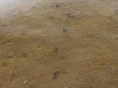 修景池の中のニホンジカの足跡 修景池の中のニホンジカの足跡