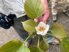 オオアブラギリの花 オオアブラギリの花