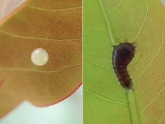 アオスジアゲハの卵と1齢幼虫 アオスジアゲハの卵と1齢幼虫