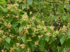 クスノキの花 クスノキの花