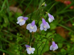 ヤマサギゴケの花 ヤマサギゴケの花