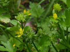 トゲミノキツネノボタンの花と実 トゲミノキツネノボタンの花と実