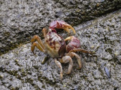 ベンケイガニ ベンケイガニ