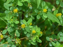 コメツブツメクサの花 コメツブツメクサの花